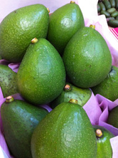 West Indian avocados ready for market