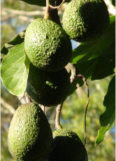 Hass avocados growing on the tree