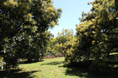 Avocado trees in the orchard