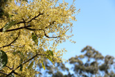 Avocado trees blossoming in the spring