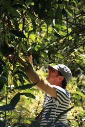 picking Hass in the spring